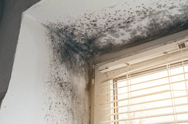 Affordable Bathroom Mold Removal solutions in Perth Amboy, NJ